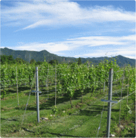 アルプスワイナリーの葡萄畑